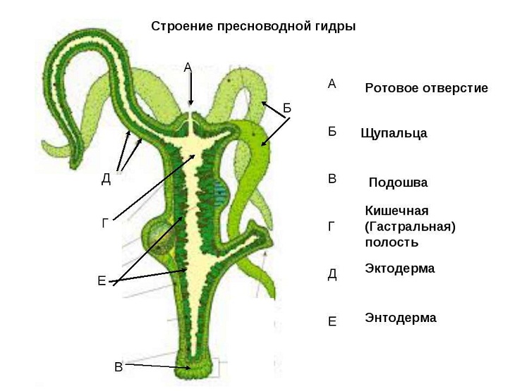 Как вывести с кракена